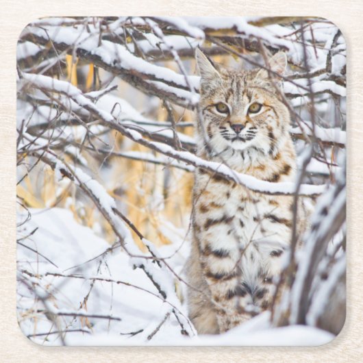 USA, Wyoming, Bobcat Rechteckiger Pappuntersetzer (Vorderseite)