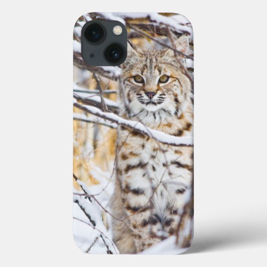 USA, Wyoming, Bobcat, schneebedeckt Case-Mate iPhone Hülle (Rückseite)