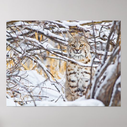 USA, Wyoming, Bobcat sitting in snow-covered Poster (Vorne)