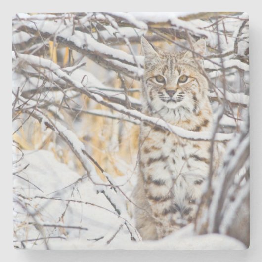 USA, Wyoming, Bobcat Steinuntersetzer (Vorderseite)