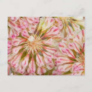 USA, Wyoming, Buckweizen-Wildblume nah-up Postkarte