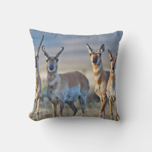 USA, Wyoming, Four Pronghorn Antilope bucks Kissen