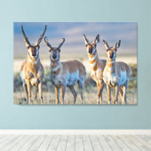 USA, Wyoming, Four Pronghorn Antilope bucks Leinwanddruck (Insitu (Holzboden))