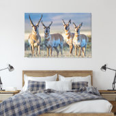 USA, Wyoming, Four Pronghorn Antilope bucks Leinwanddruck (Insitu (Schlafzimmer))