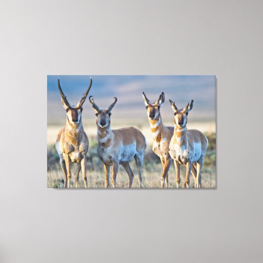 USA, Wyoming, Four Pronghorn Antilope bucks Leinwanddruck (Vorderseite)