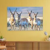 USA, Wyoming, Four Pronghorn Antilope bucks Leinwanddruck (Insitu (Wohnzimmer))