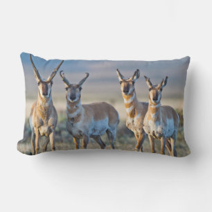 USA, Wyoming, Four Pronghorn Antilope bucks Lendenkissen