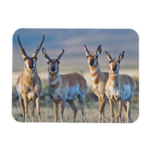 USA, Wyoming, Four Pronghorn Antilope bucks Magnet (Horizontal)
