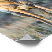 USA, Wyoming, Four Pronghorn Antilope bucks Poster (Ecke)