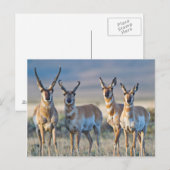 USA, Wyoming, Four Pronghorn Antilope bucks Postkarte (Vorne/Hinten)