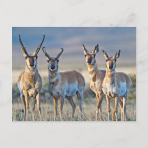 USA, Wyoming, Four Pronghorn Antilope bucks Postkarte