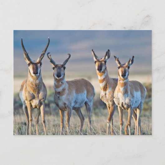 USA, Wyoming, Four Pronghorn Antilope bucks Postkarte (Vorderseite)