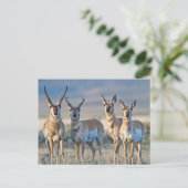 USA, Wyoming, Four Pronghorn Antilope bucks Postkarte (Stehend Vorderseite)
