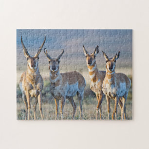 USA, Wyoming, Four Pronghorn Antilope bucks Puzzle