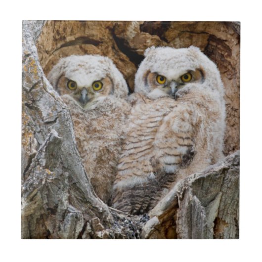 USA, Wyoming, Grand Teton National Park Fliese (Vorderseite)