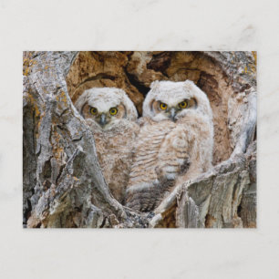 USA, Wyoming, Grand Teton National Park Postkarte