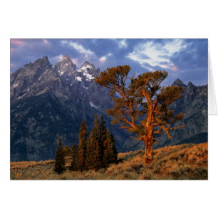USA, Wyoming, Grand Teton NP. Eine einsame Zeder