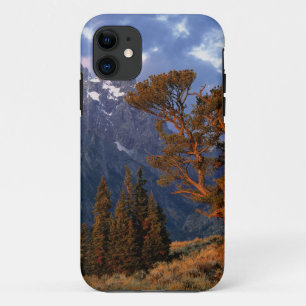 USA, Wyoming, Grand Teton NP. Eine einsame Zeder Case-Mate iPhone Hülle