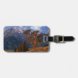 USA, Wyoming, Grand Teton NP. Eine einsame Zeder Gepäckanhänger