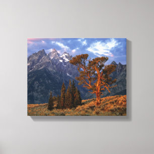 USA, Wyoming, Grand Teton NP. Eine einsame Zeder Leinwanddruck