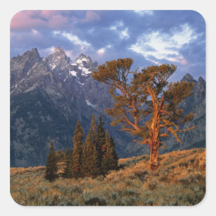 USA, Wyoming, Grand Teton NP. Eine einsame Zeder Quadratischer Aufkleber