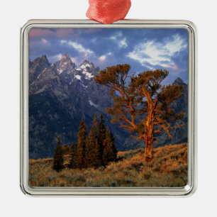 USA, Wyoming, Grand Teton NP. Eine einsame Zeder Silbernes Ornament