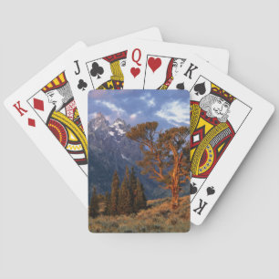 USA, Wyoming, Grand Teton NP. Eine einsame Zeder Spielkarten