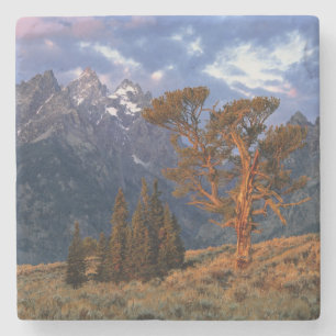 USA, Wyoming, Grand Teton NP. Eine einsame Zeder Steinuntersetzer