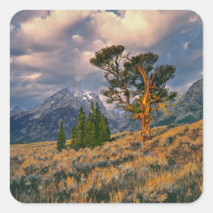USA, Wyoming, Grand Teton NP. Sonnenaufgang begrüß Quadratischer Aufkleber