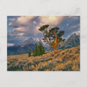 USA, Wyoming, Grand Teton NP. Sonnenaufgang Postkarte