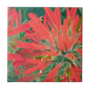 USA, Wyoming, Nahaufnahme von Desert Paintbrush Fliese