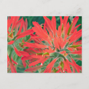 USA, Wyoming, Nahaufnahme von Desert Paintbrush Postkarte