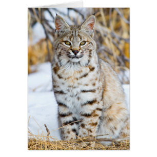 USA, Wyoming, Portrait einer Rotluchs