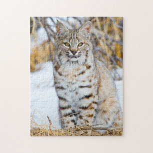 USA, Wyoming, Portrait einer Rotluchs Puzzle
