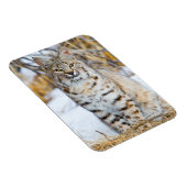 USA, Wyoming, Portrait von Bobcat Magnet (Rechte Seite)