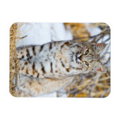 USA, Wyoming, Portrait von Bobcat Magnet (Horizontal)