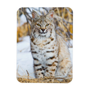 USA, Wyoming, Portrait von Bobcat Magnet