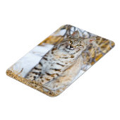 USA, Wyoming, Portrait von Bobcat Magnet (Linke Seite)