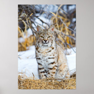 USA, Wyoming, Portrait von Bobcat Poster
