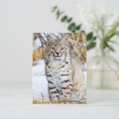 USA, Wyoming, Portrait von Bobcat Postkarte (Stehend Vorderseite)