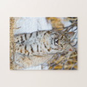 USA, Wyoming, Portrait von Bobcat Puzzle (Horizontal)