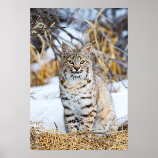 USA, Wyoming, Portrait von Bobcat sitzend Poster (Vorne)