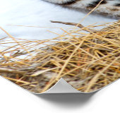 USA, Wyoming, Portrait von Bobcat sitzend Poster (Ecke)