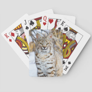 USA, Wyoming, Portrait von Bobcat Spielkarten
