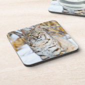 USA, Wyoming, Portrait von Bobcat Untersetzer (Linke Seite)