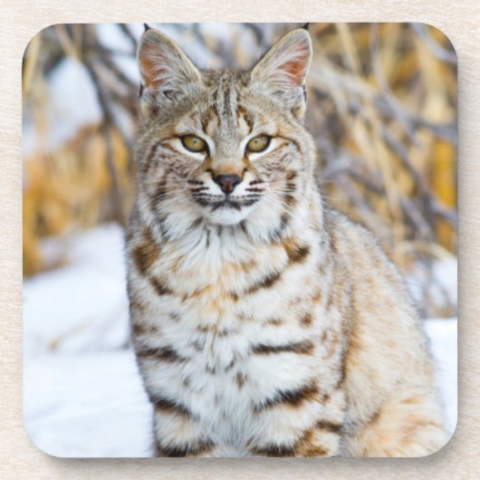 USA, Wyoming, Portrait von Bobcat Untersetzer (Vorderseite)