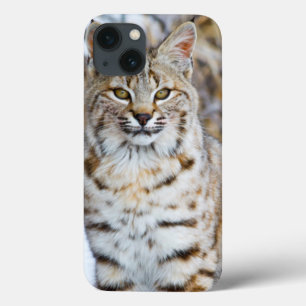 USA, Wyoming, Porträt des Rotluchssitzens iPhone 13 Hülle