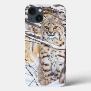 USA, Wyoming, Rotluchs Case-Mate iPhone Hülle
