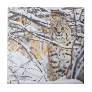 USA, Wyoming, Rotluchs Fliese