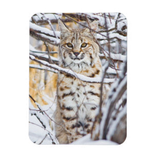 USA, Wyoming, Rotluchs Magnet